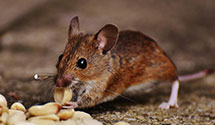 24 Hour & Emergency Exterminators in Mendenhall, MS